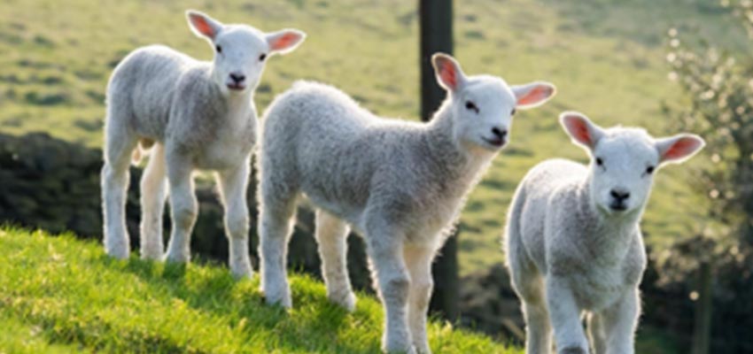 Early lamb losses and reducing antibiotic use