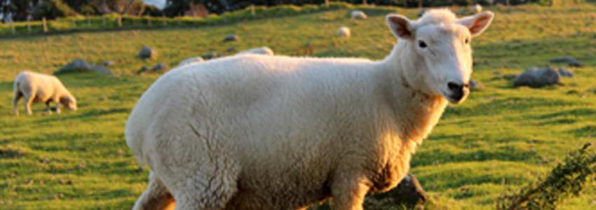 Sheep Lameness